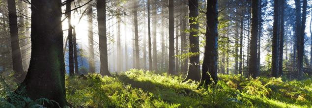 Bild eines sonnendurchfluteten Waldes.