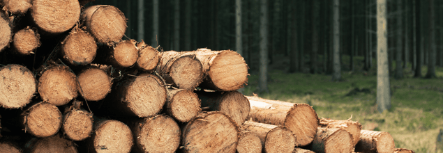 Frisch gefällte Bäume liegen gestapelt in einem Wald.