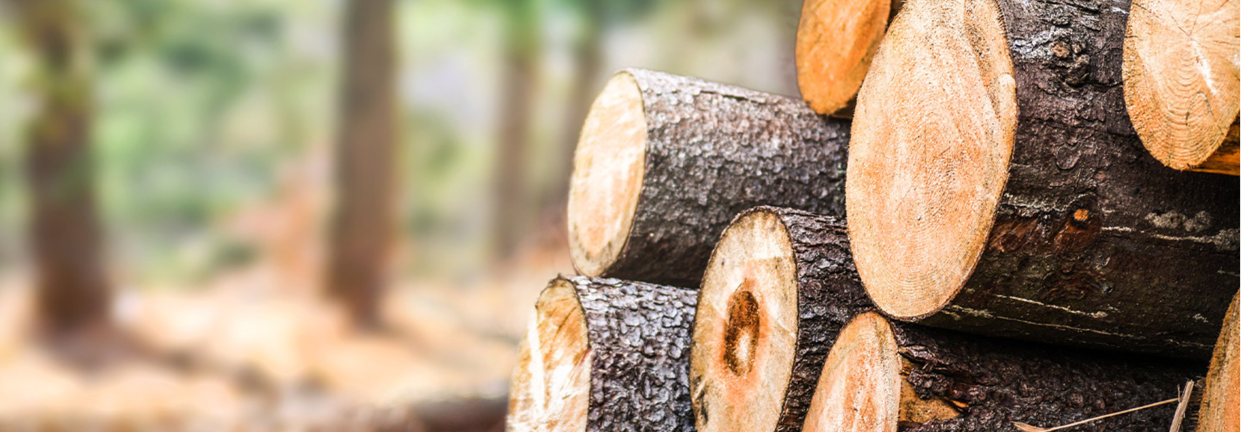 Baumstämme liegen aufeinander gestapelt im Wald.