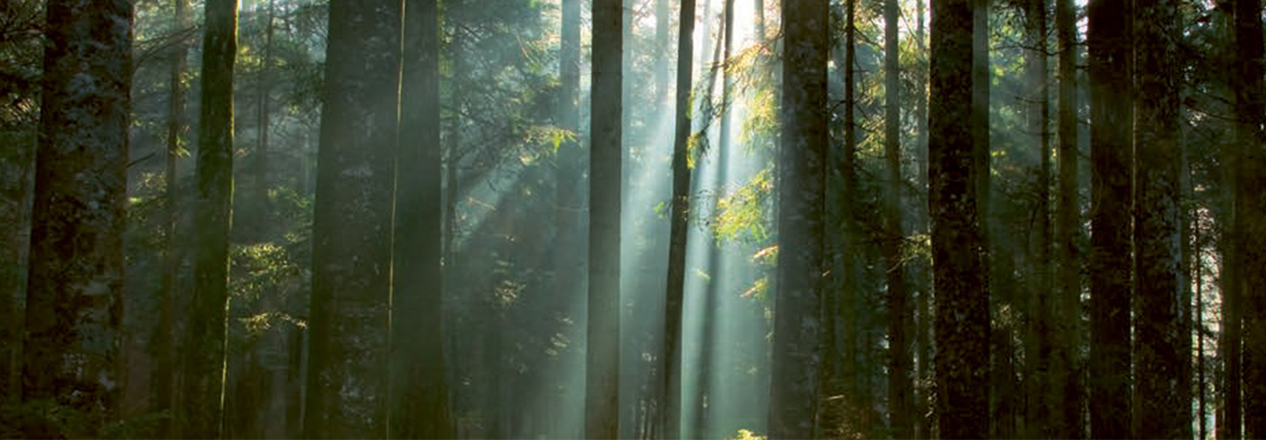 Bild eines lichtdurchfluteten Waldes.