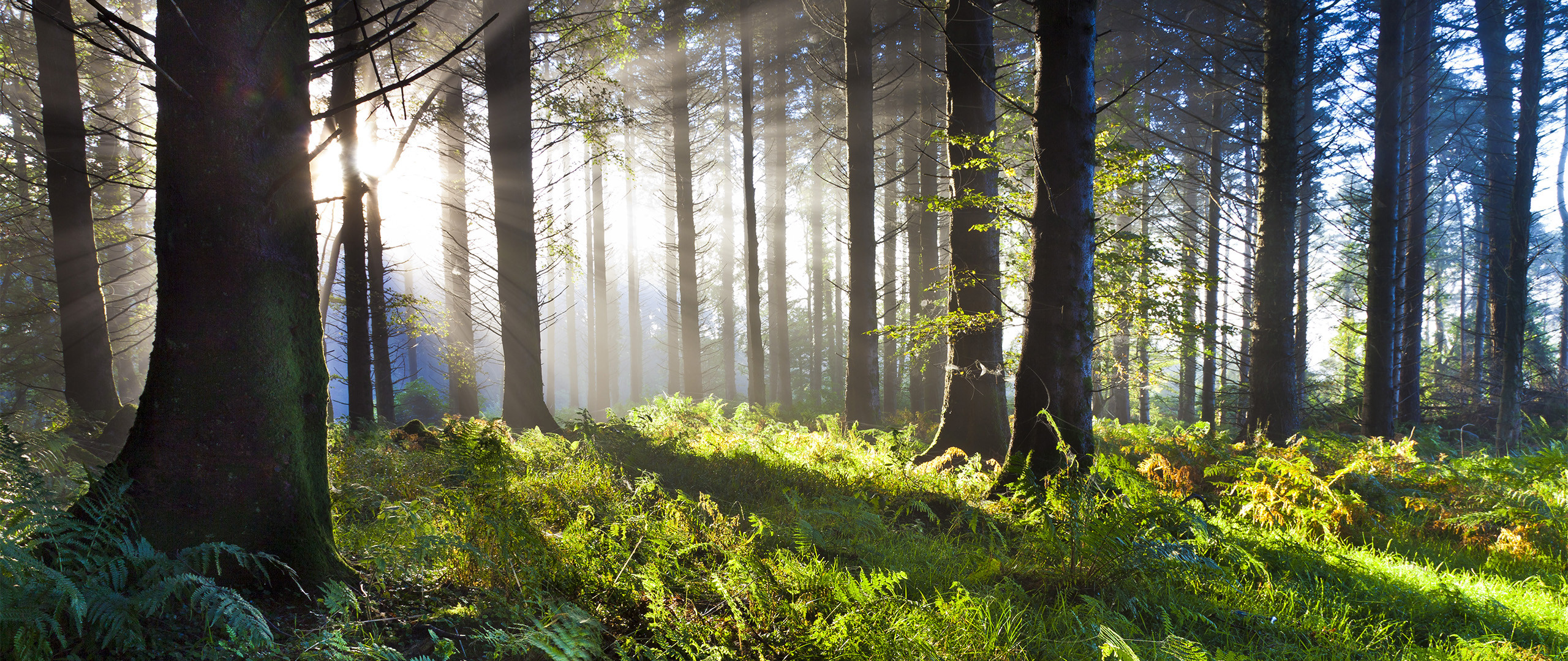 Ist das Heizen mit einem Kamin CO₂-neutral?