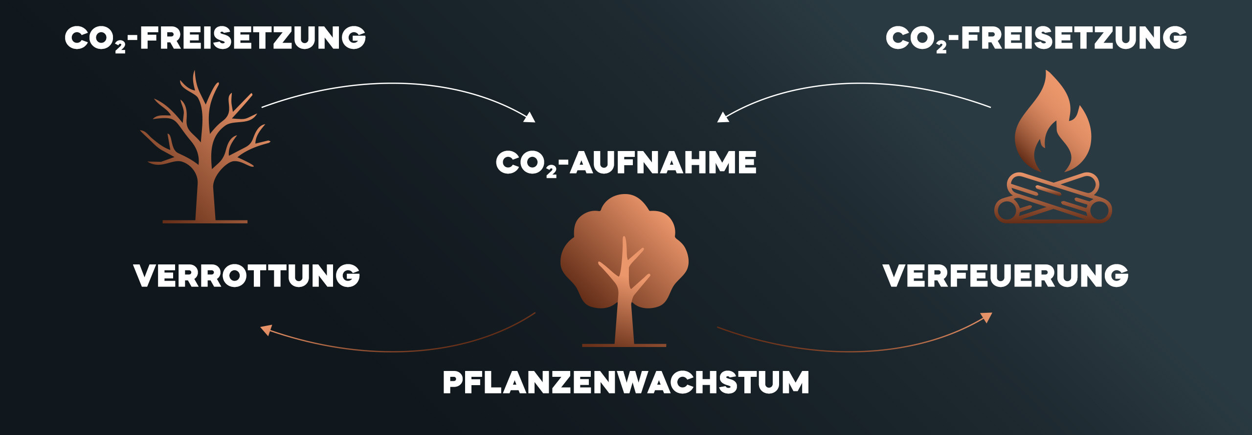 Grafik, die den CO2-Kreislauf beschreibt.